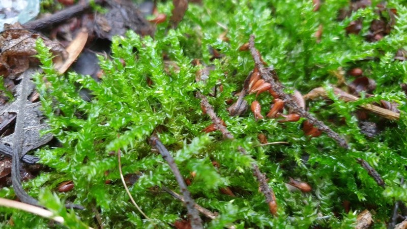 Holzinger's Brachythecium Moss