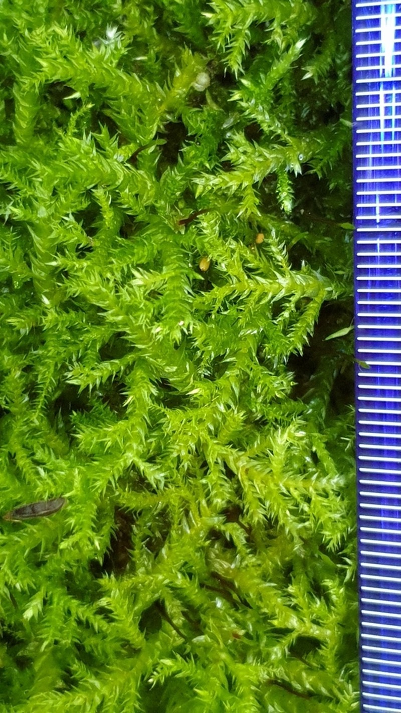 Holzinger's Brachythecium Moss photo 2