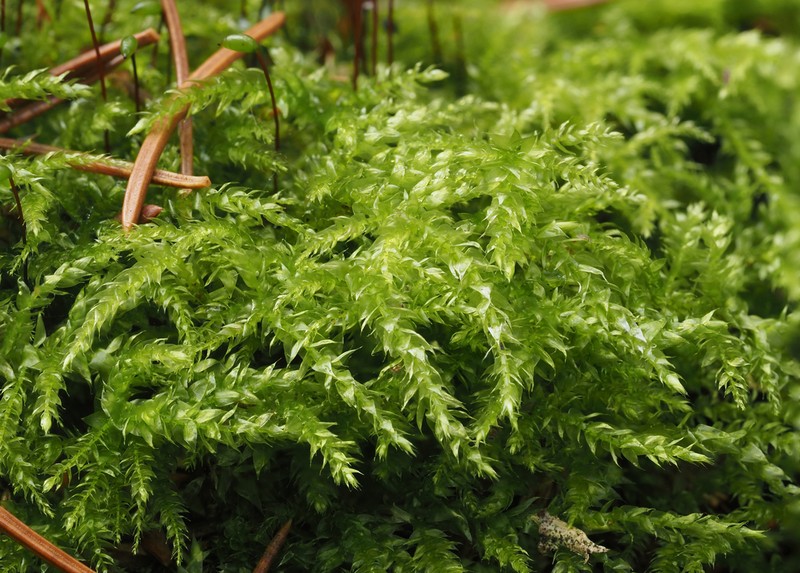 Holzinger's Brachythecium Moss photo 3