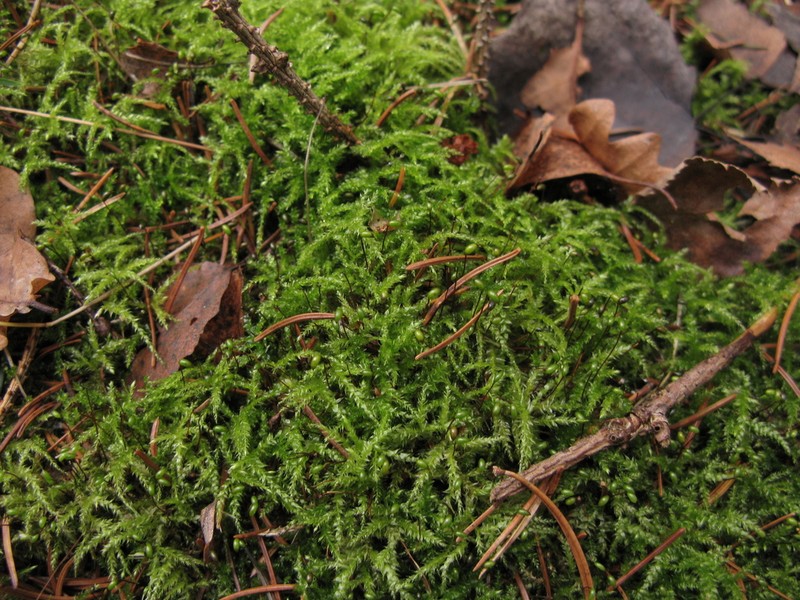 Holzinger's Brachythecium Moss photo 4