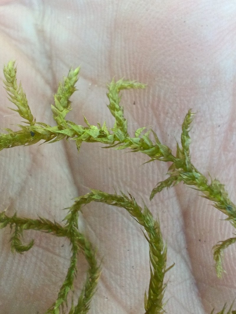 Holzinger's Brachythecium Moss photo 5