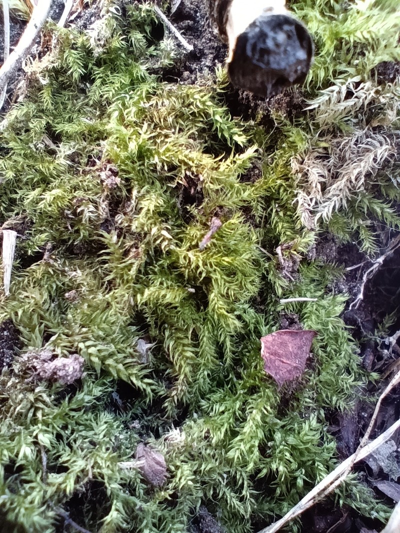 Holzinger's Brachythecium Moss photo 6