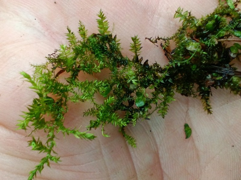 Holzinger's Brachythecium Moss photo 7