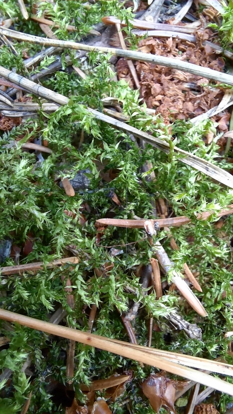 Holzinger's Brachythecium Moss photo 8