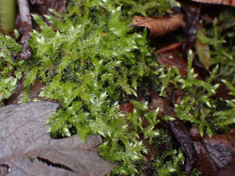 Brachythecium Moss