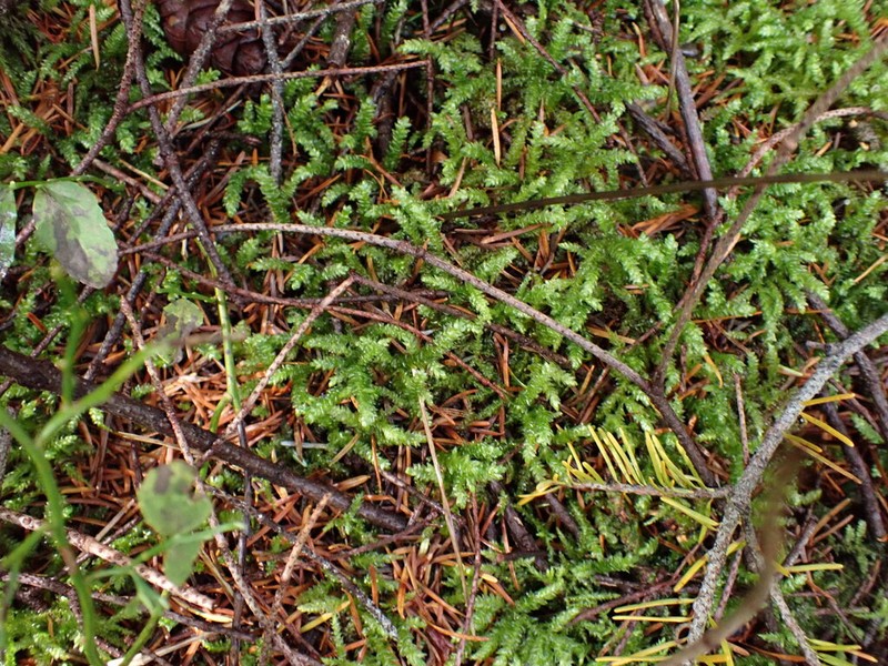 Brachythecium Moss photo 2