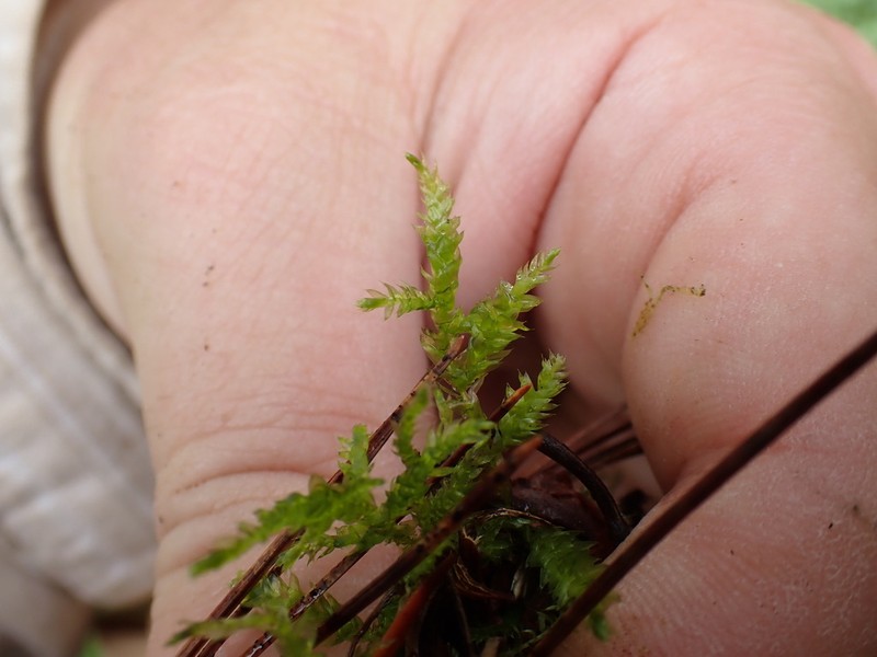 Brachythecium Moss photo 4