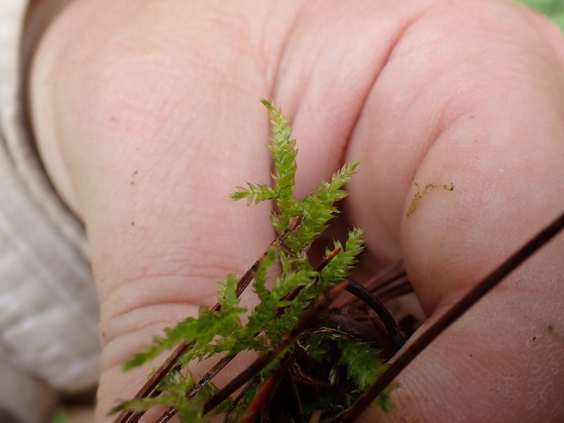 Brachythecium Moss photo 5