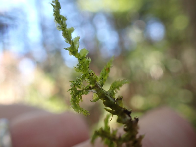Brachythecium Moss photo 7
