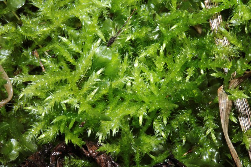 Brachythecium Moss