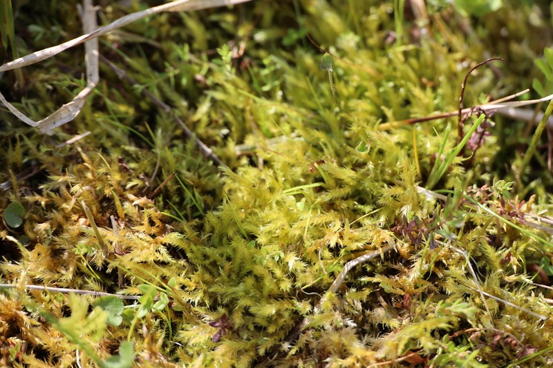 Brachythecium Moss photo 2