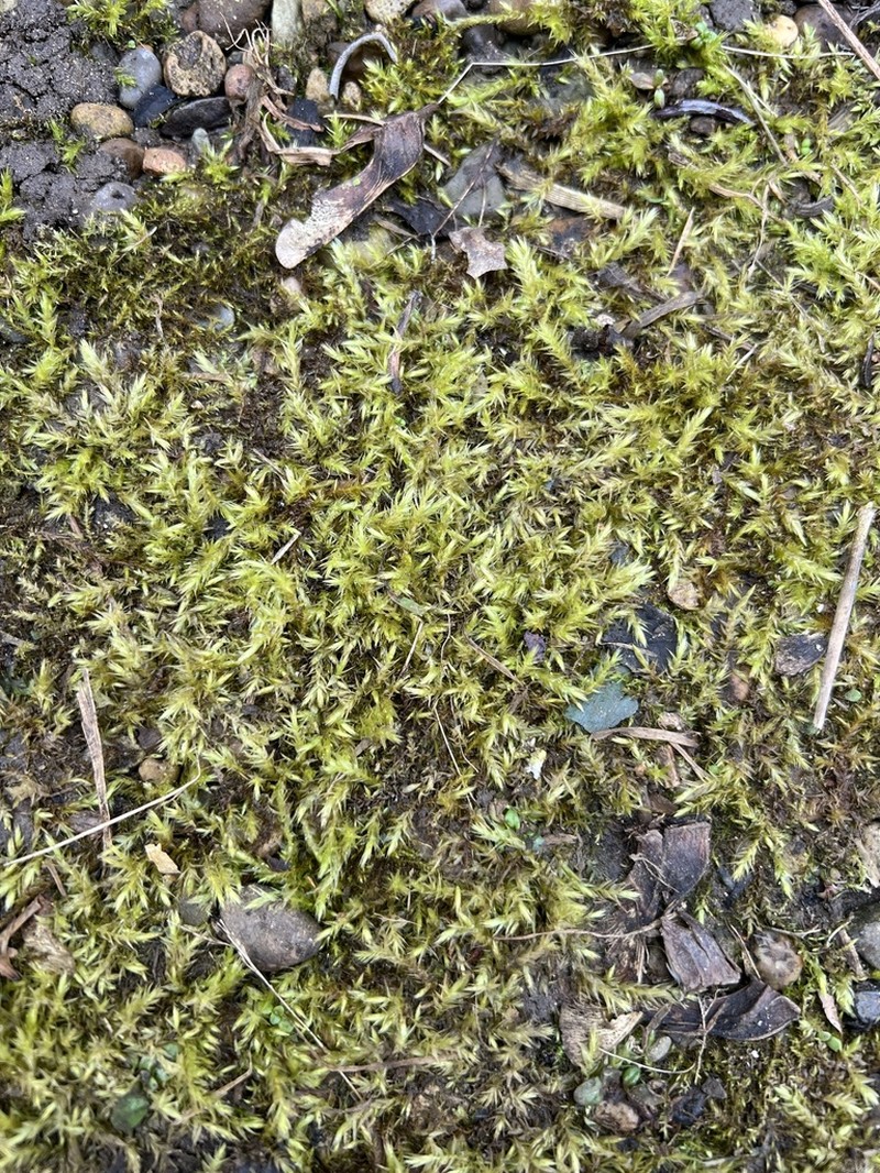 Brachythecium Moss photo 3