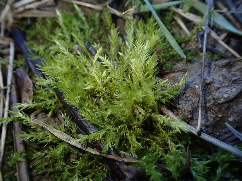 Brachythecium Moss photo 4