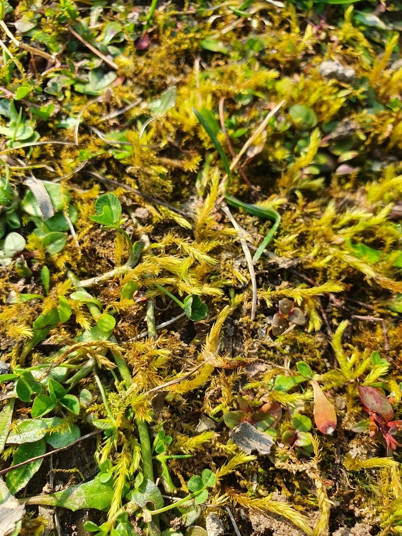Brachythecium Moss photo 5
