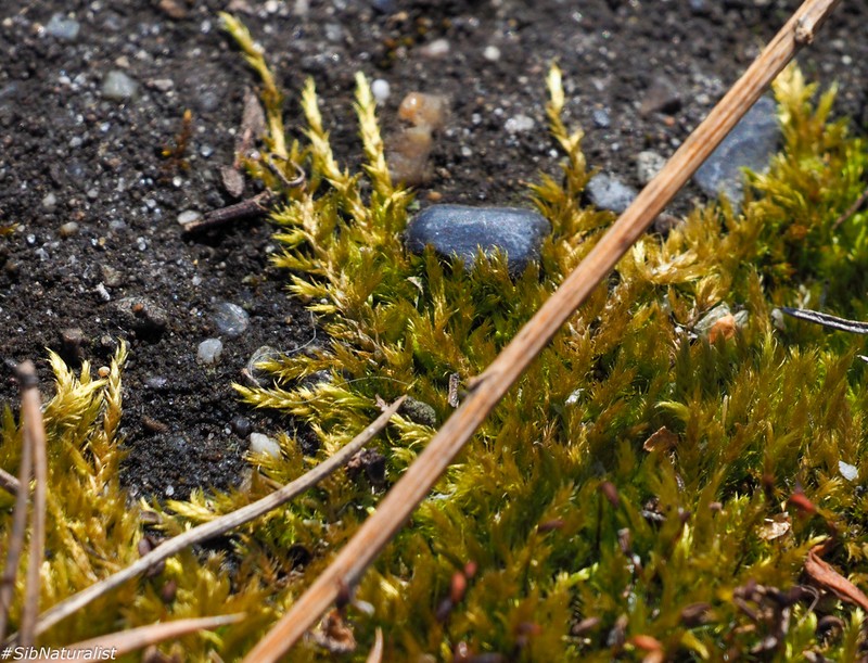 Brachythecium Moss photo 6