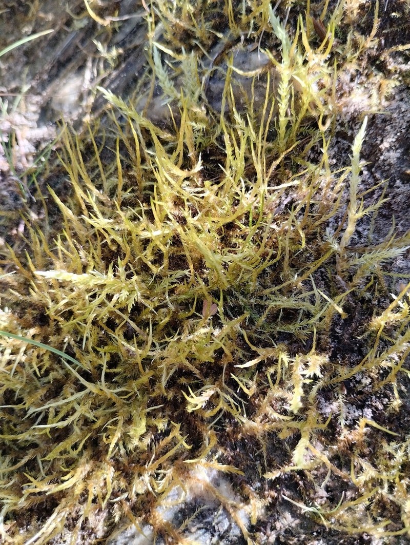Brachythecium Moss photo 7