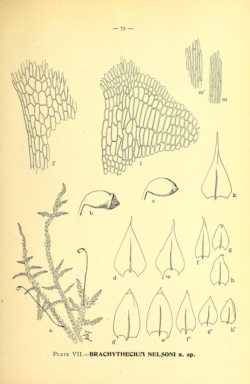 Nelson's Brachythecium Moss