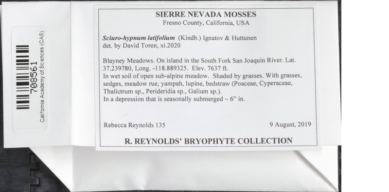 Nelson's Brachythecium Moss photo 3