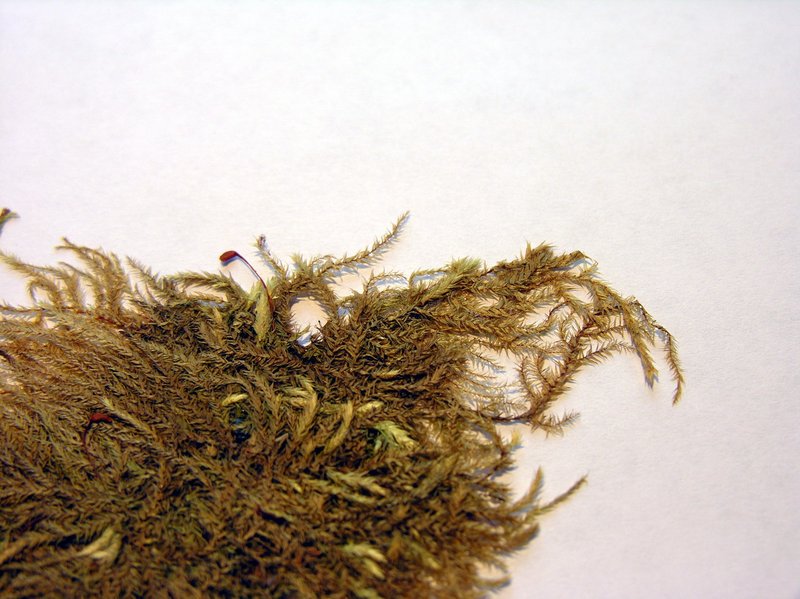 Brachythecium Moss