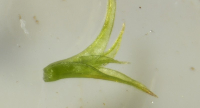 Brachythecium Moss