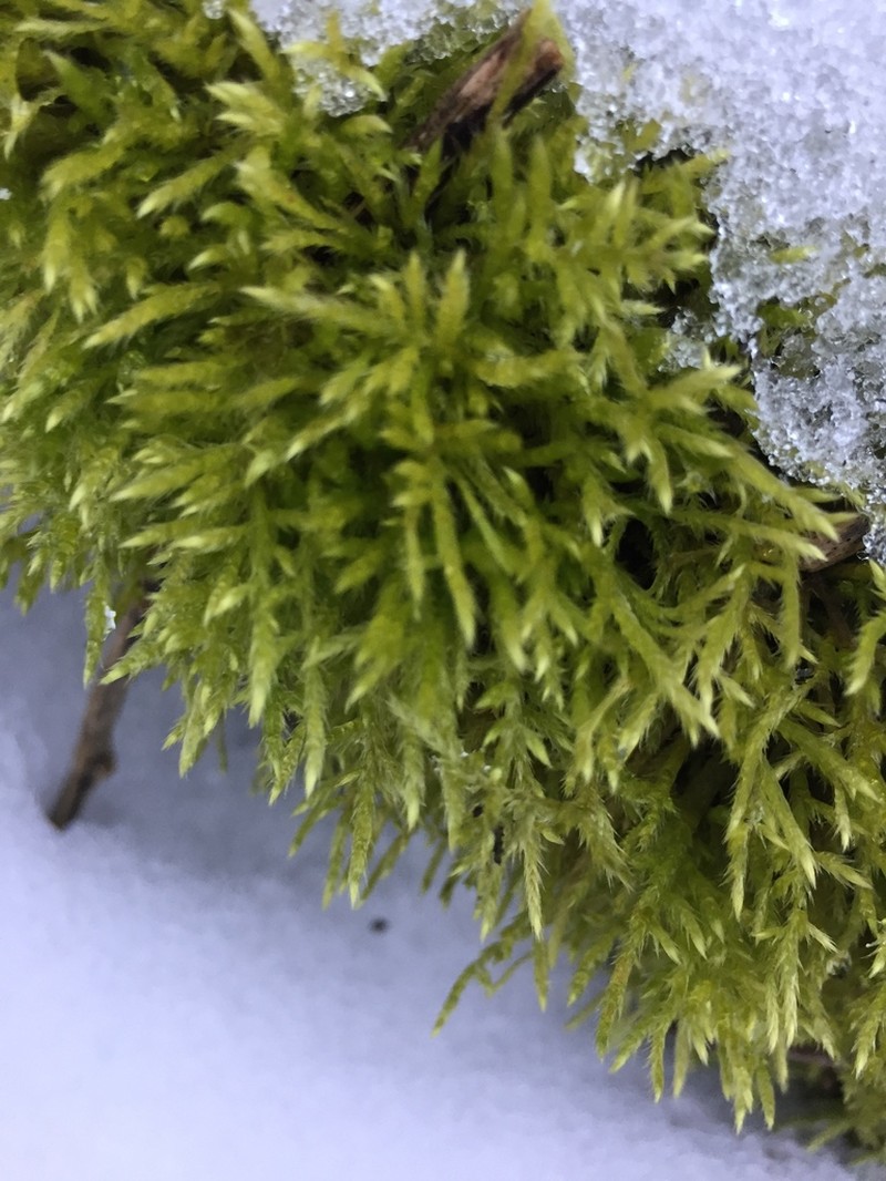 Brachythecium Moss photo 3