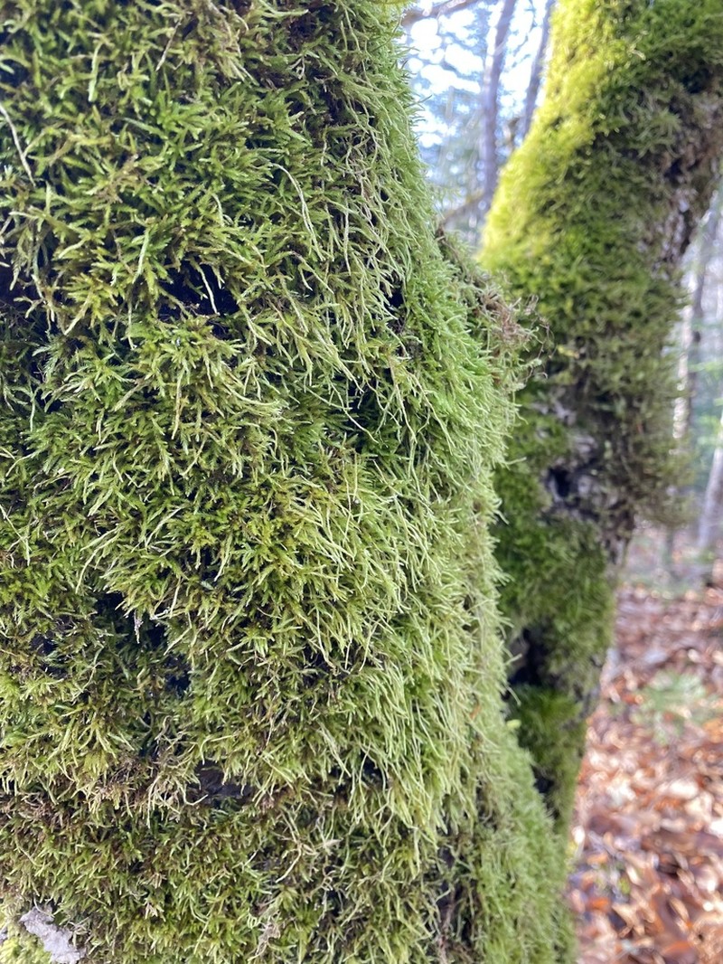 Brachythecium Moss photo 4
