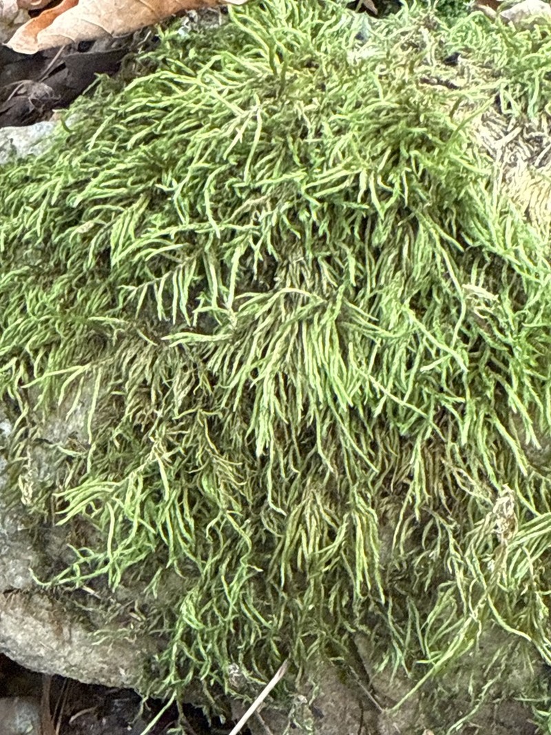 Brachythecium Moss photo 5