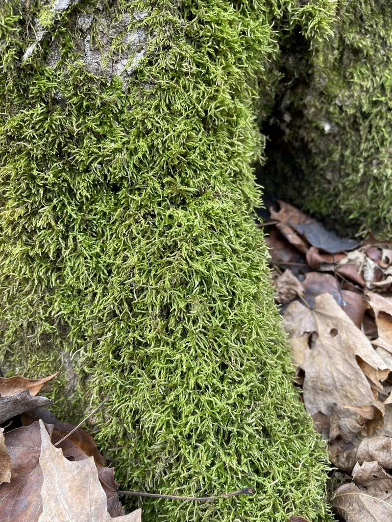 Brachythecium Moss photo 6