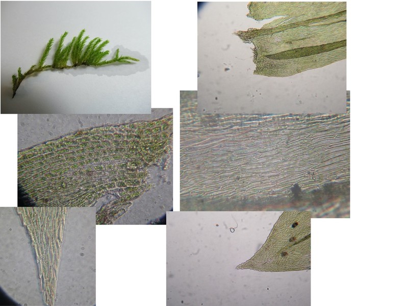 Brachythecium Moss photo 7