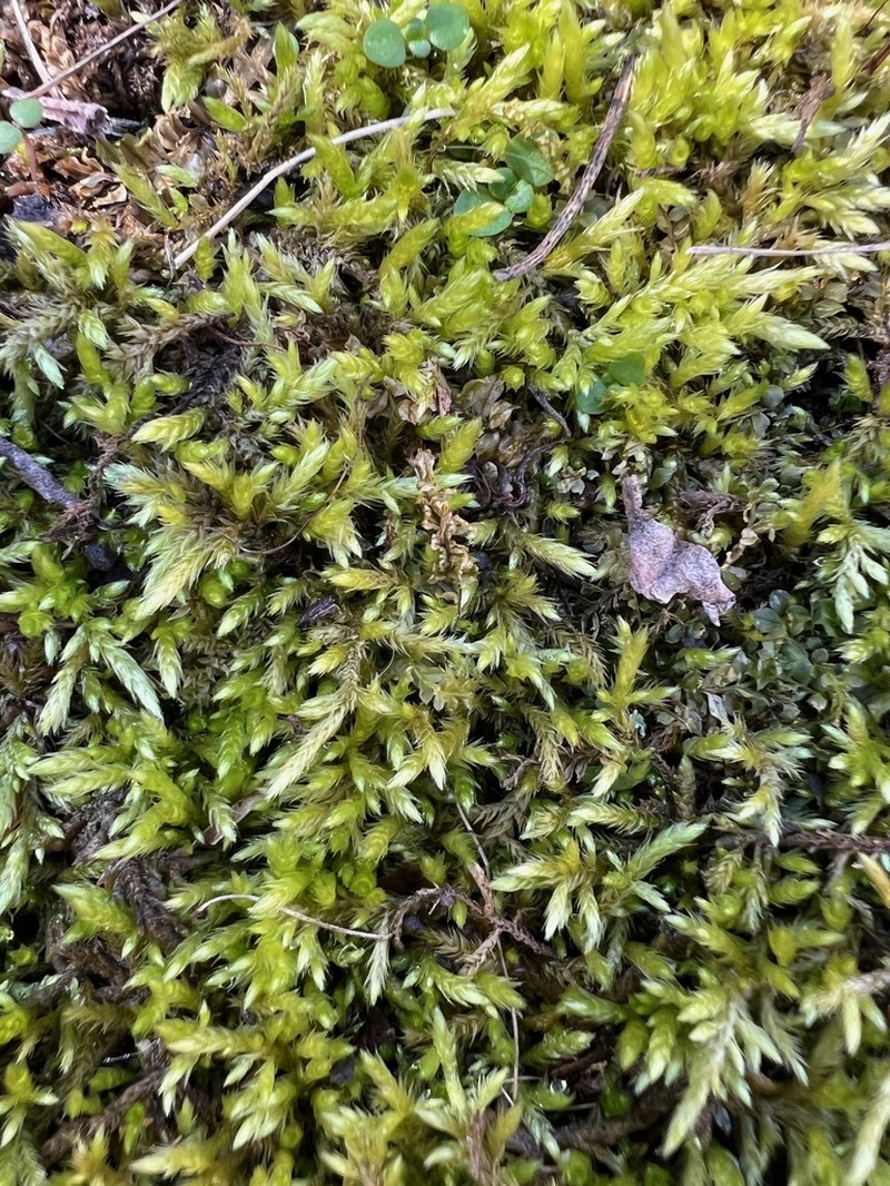 Brachythecium Moss photo 8