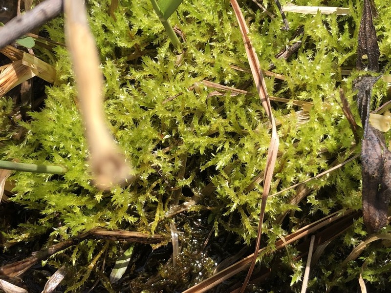 Brachythecium Moss