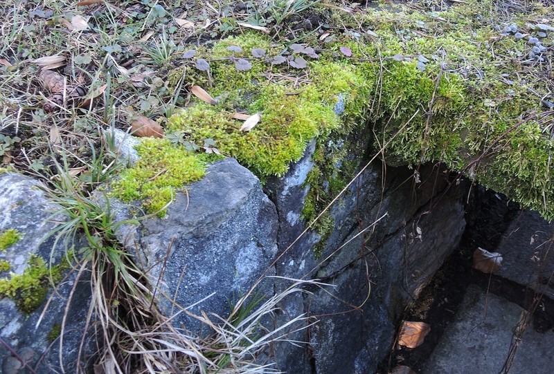 Brachythecium Moss photo 2