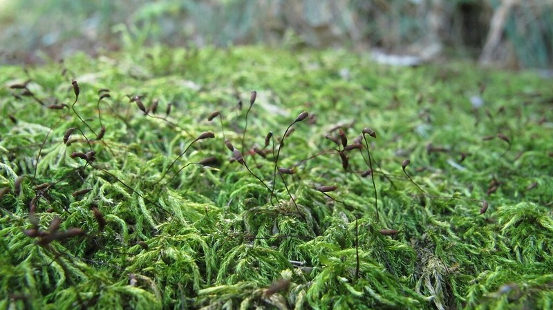 Brachythecium Moss photo 3