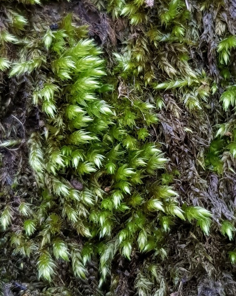 Brachythecium Moss photo 4
