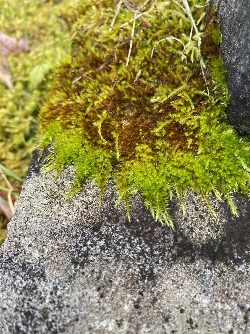 Brachythecium Moss photo 5