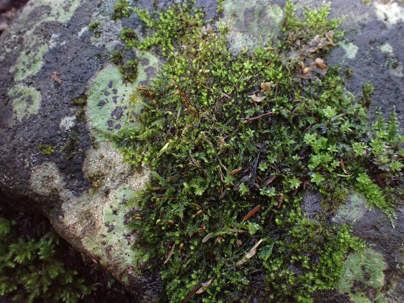 Brachythecium Moss photo 6