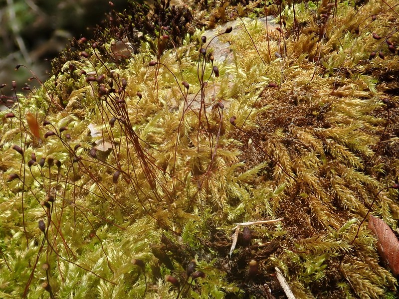 Brachythecium Moss photo 7
