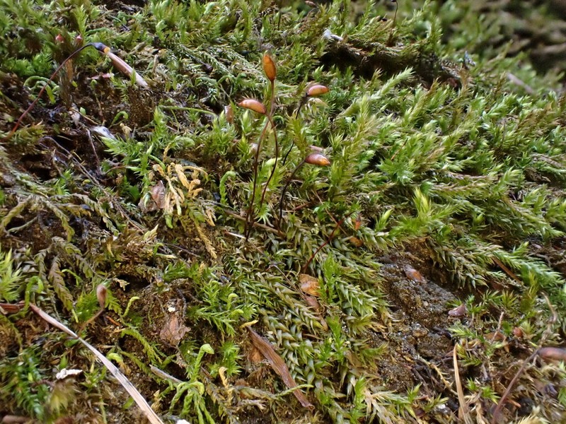 Brachythecium Moss photo 8