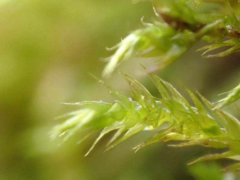 Brachythecium Moss