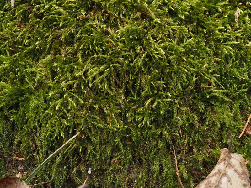 Brachythecium Moss photo 2