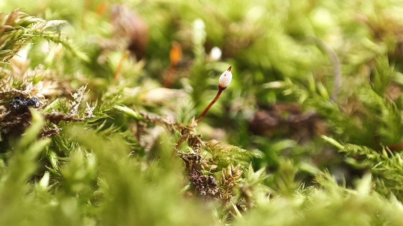 Brachythecium Moss photo 3
