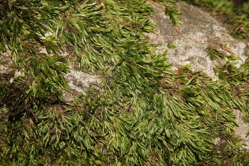 Brachythecium Moss photo 4