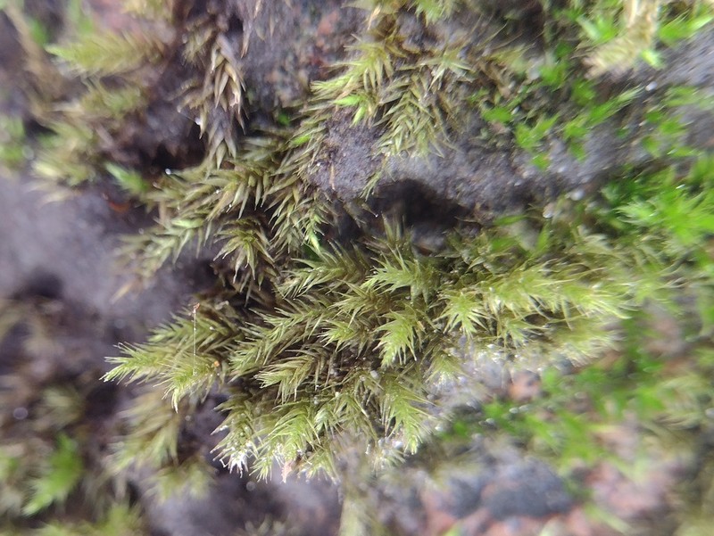 Brachythecium Moss photo 5