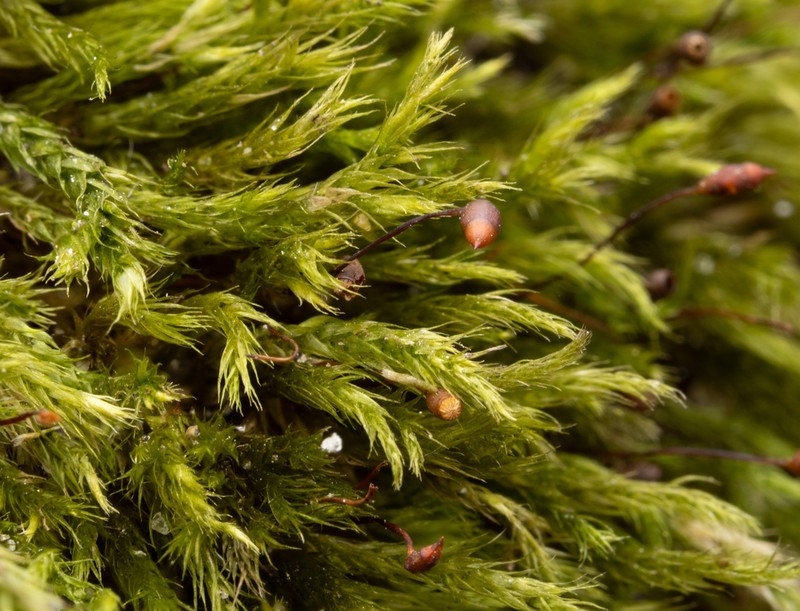 Brachythecium Moss photo 6