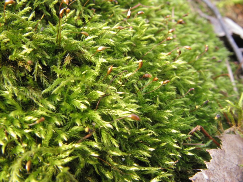 Brachythecium Moss photo 7