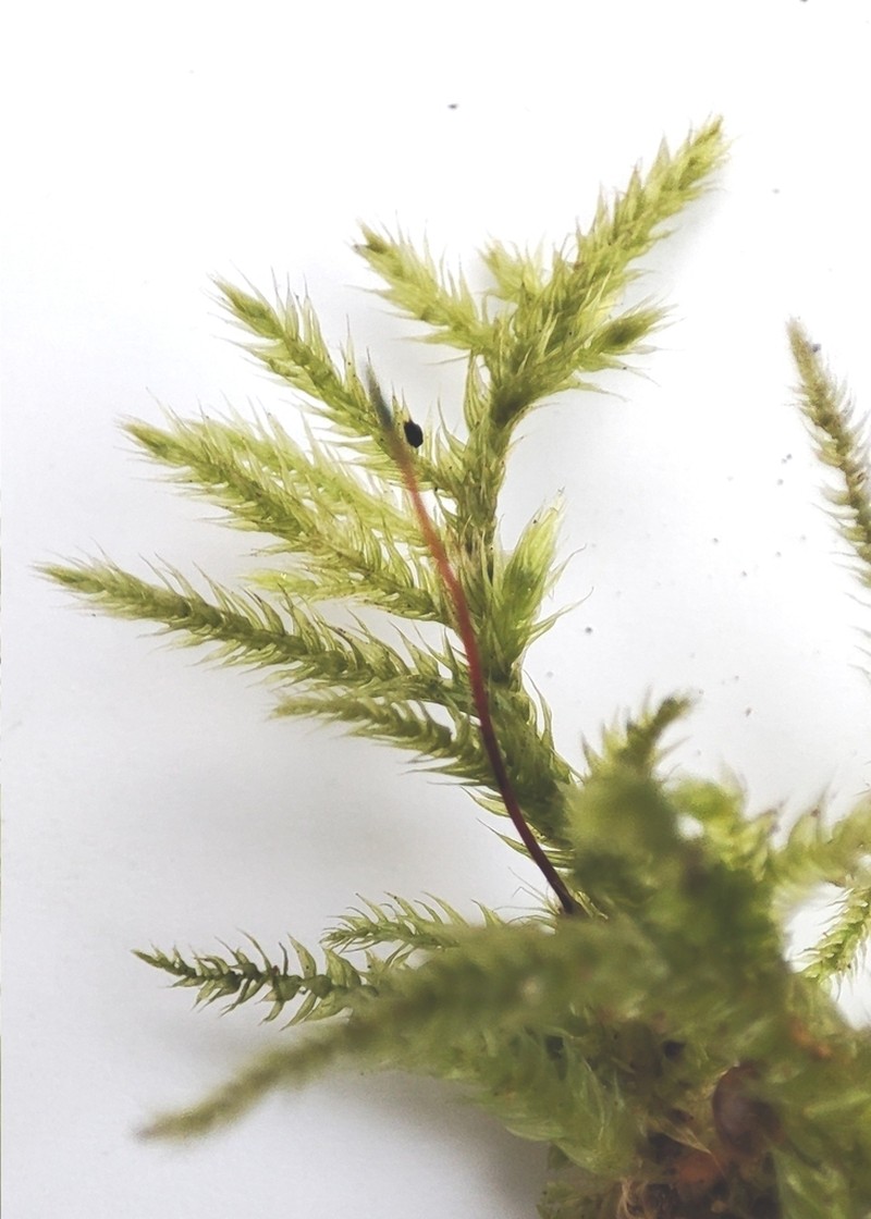 Brachythecium Moss photo 8