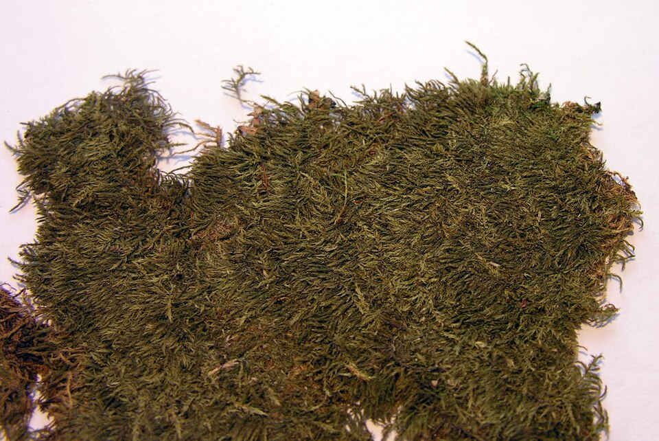 Brachythecium Moss