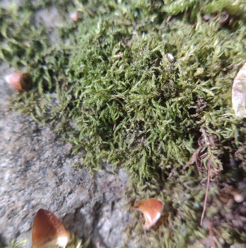 Brachythecium Moss