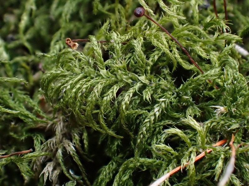 Brachythecium Moss photo 2