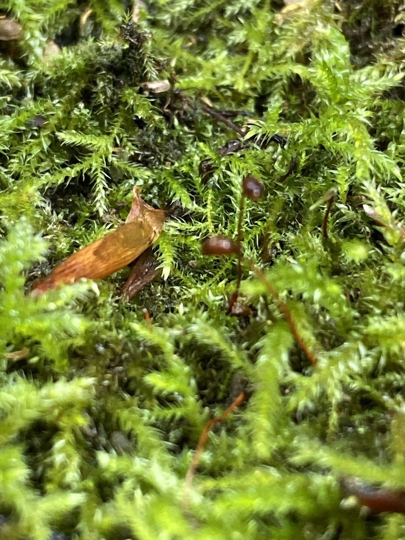Brachythecium Moss photo 3